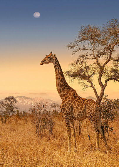 Destination South Africa