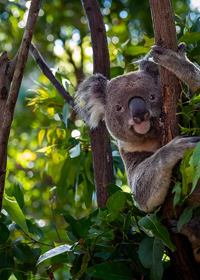 Destination Australia