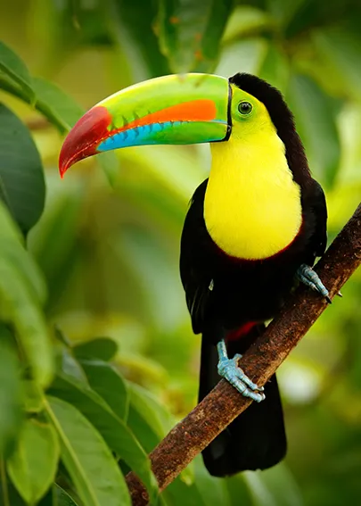 Destination Central America